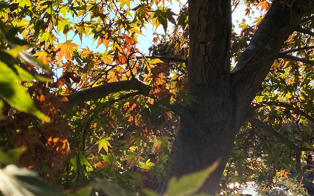埼玉県飯能市 天覧山のふもと 発酵のテーマパークOH!!!の紅葉 色づき始め
